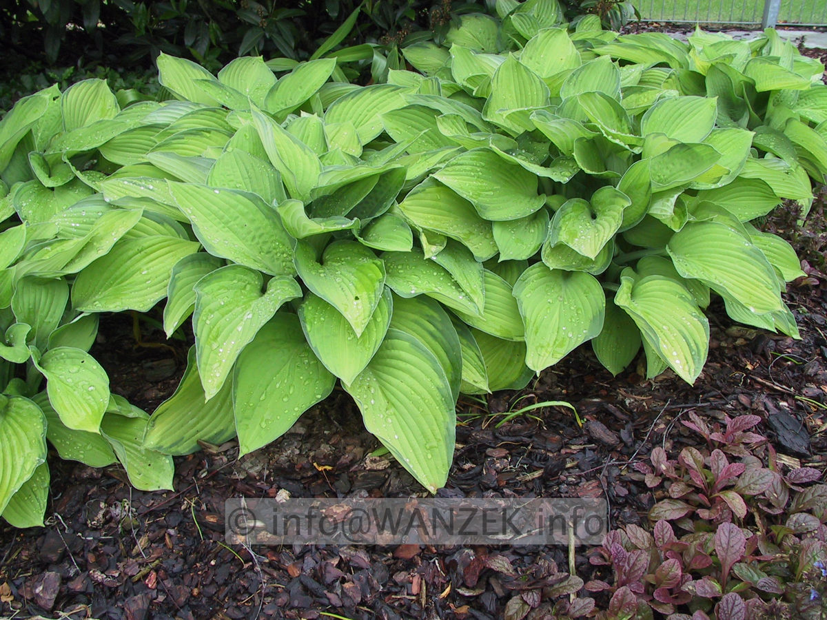 Hosta fortunei Gold Standard flaechig.JPG